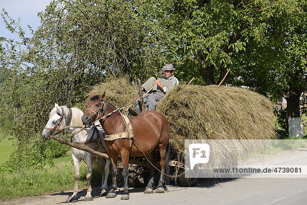 Heuwagen Maramures Rumänien Europa