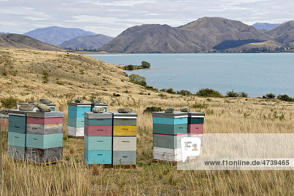 Bienenstöcke am Lake Waitaki  Highway 83  Südinsel  Neuseeland