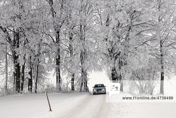 Bäume mit Rauhreif und Auto in winterlicher Nebellandschaft  Fischbachau  Oberbayern  Bayern  Deutschland  Europa