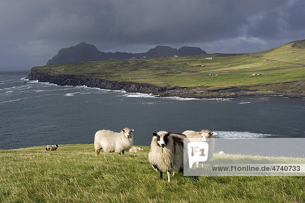 Schafe auf Heimaey  Westmännerinseln oder Vestmannaeyjar  Südisland  Island  Europa