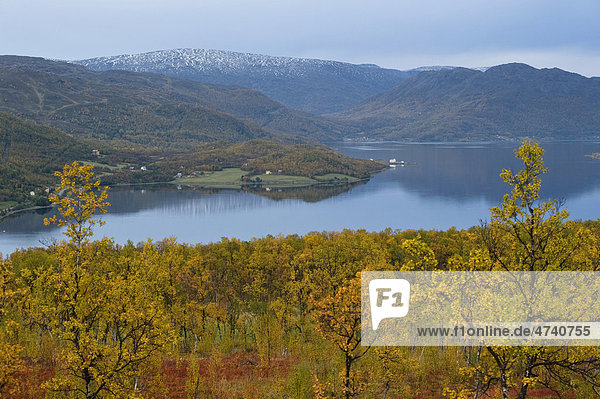 Herbstliche Laubeinfärbungen in Langfjordbotn  Finnmark  Norwegen  Europa