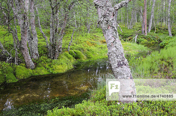 Wald nahe Straumbu  Rondane Nationalpark  Norwegen  Skandinavien  Europa