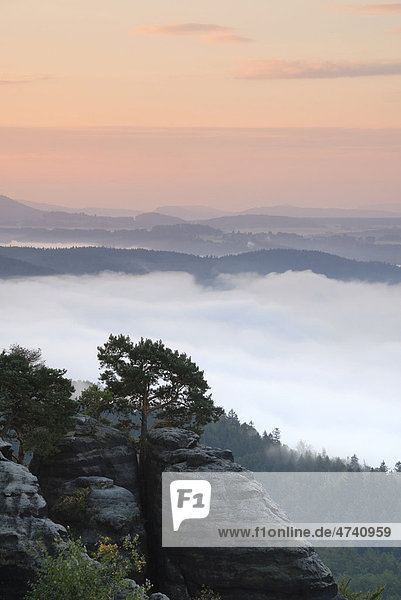 Morgendämmerung und Morgennebel über der Elbe  Sächsische Schweiz  Sachsen  Deutschland  Europa