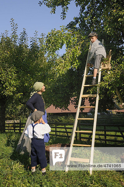 Plum harvest  people wearing clothing from the 1930's  Europa Park near Neu-Anspach  Hochtaunuskreis district  Hesse  Germany  Europe