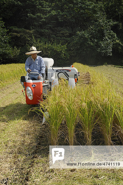 Automatic rice harvesting with a typical small combine harvester which also cuts the chaff in Iwakura  near Kyoto  Japan  Asia
