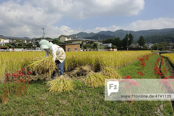Eine Bäuerin erntet Reis mit der Sichel  Iwakura bei Kyoto  Japan  Asien
