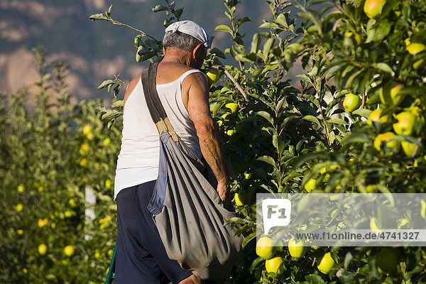 Mann bei der Apfelernte in Südtirol  Italien  Europa