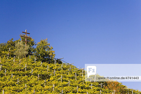 Weinlandschaft mit Herbstfärbung in Tramin an der Weinstraße  Südtirol  Italien  Europa