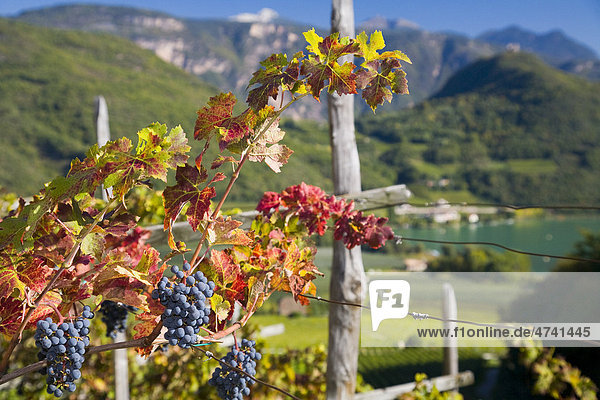 Red wine grapes on Lake Kaltern or Kalterer See  South Tyrol  Italy  Europe