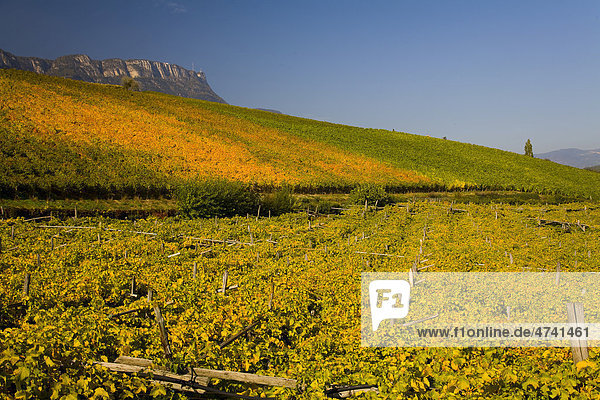 Weinlandschaft mit Herbstfärbung  Südtirol  Italien  Europa