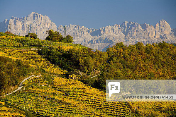 Weinlandschaft mit Herbstfärbung  Dolomiten  Südtirol  Italien  Europa