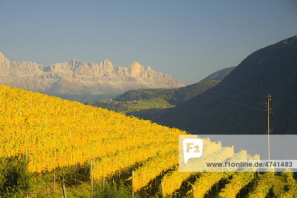 Weinlandschaft im Herbst  hinten der Rosengarten  Dolomiten  Südtirol  Italien  Europa