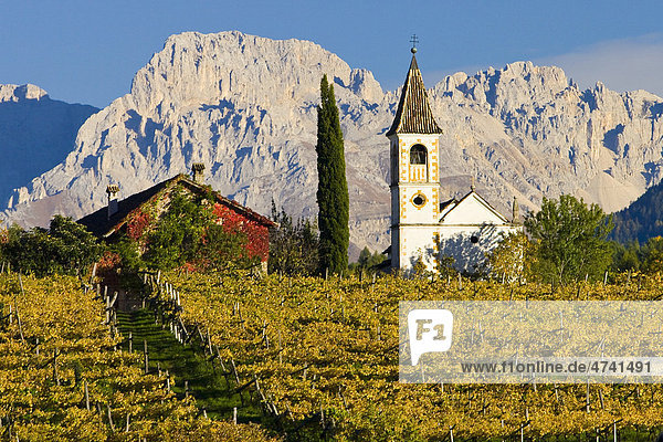 Weinlandschaft im Herbst  Dolomiten  Südtirol  Italien  Europa
