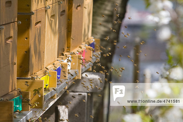 Bees swarming  beehive  beekeeping