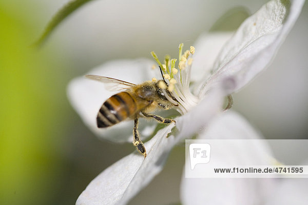 Biene im Blütenkelch  Apfelblüte