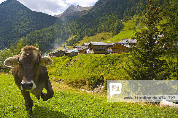 Kuh auf Alm  Südtirol  Italien  Europa