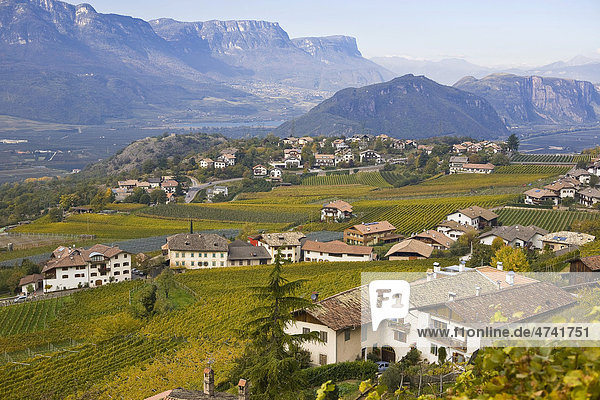 Weinlandschaft  herbstlich gefärbt  in Montan  Südtirol  Italien  Europa