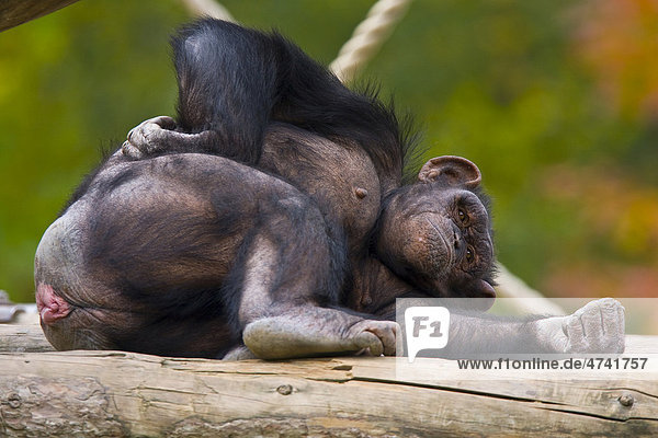 Schimpanse (Pan troglodytes)  entspannt liegend