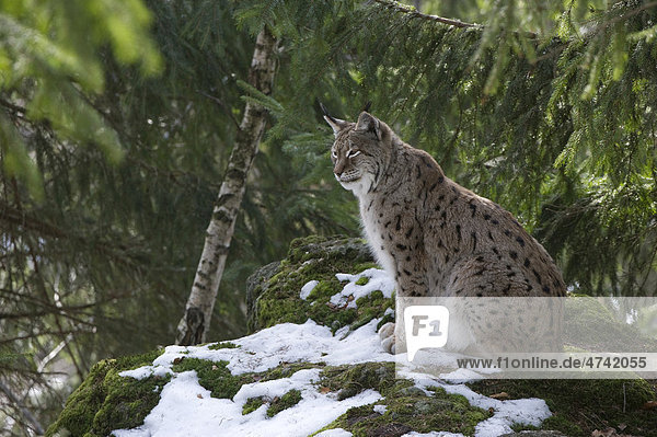 Luchs (Lynx lynx) im Schnee  Nationalpark Bayerischer Wald  Gehegezone  Neuschönau  Bayern  Deutschland  Europa