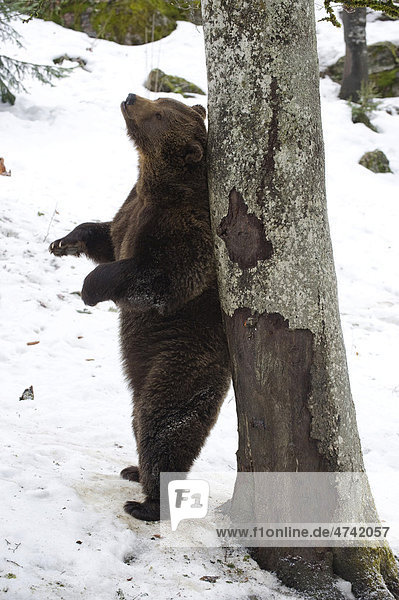 Braunbär (Ursus arctos) reibt sich an einem Baumstamm  im Schnee  Nationalpark Bayerischer Wald  Gehegezone  Neuschönau  Bayern  Deutschland  Europa