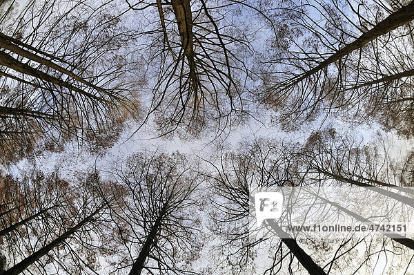 Urweltmammutbäume  Wassertannen  Chinesisches Rotholz (Metasequoia glyptostroboides)  im Winter  Deutschland  Europa