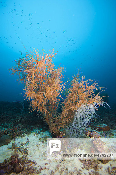 Riesige baumförmige Schwarze Korallen (Antipathes sp.)  Lingganay  Leyte  Philippinen  Asien