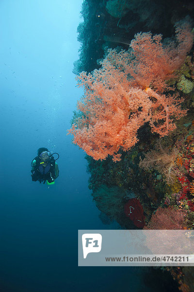 Taucher und Weichkoralle (Dendronephthya)  Cebu  Philippinen  Pazifischer Ozean  Südostasien