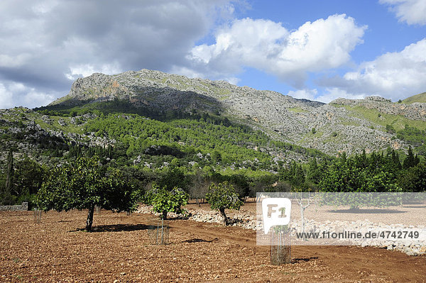 Landwirtschaft im Tal  La Vall d'en Marc vor Pollensa  Pollenca  Serra de Tramuntana  Mallorca  Majorca  Balearen  Balearische Inseln  Mittelmeer  Spanien  Europa