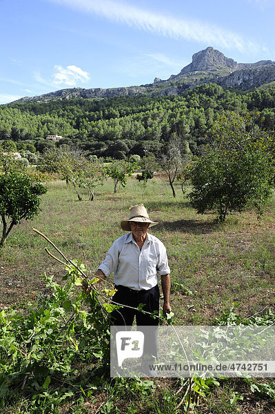 Agriculture in the valley  La Vall d'en Marc outside Pollensa  Pollenca  Serra de Tramuntana  Majorca  Mallorca  Balearic Islands  Mediterranean  Spain  Europe