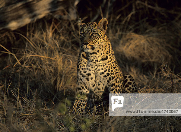 Leopard (Panthera pardus) Sabi Sabi Mpumalanga Südafrika Afrika