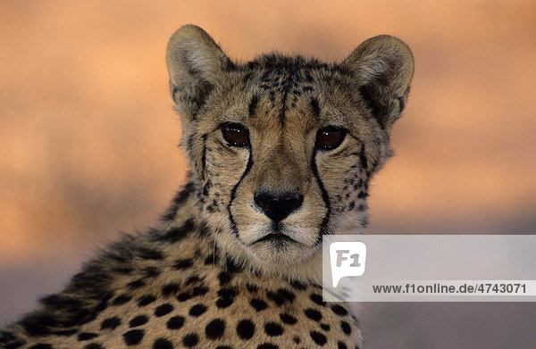 Gepard (Acinonyx jubatus) Kgalagadi-Transfrontier-Nationalpark Kalahari Südafrika Afrika