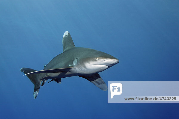 Oceanic whitetip shark (Carcharhinus longimanus) in the blue  Hashemite Kingdom of Jordan  JK  Red Sea  Western Asia