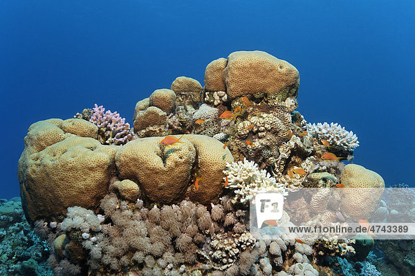 Korallenriff mit verschiedenen Steinkorallen und Juwelen-Fahnenbarsche (Pseudanthias sp.)  Haschemitisches Königreich Jordanien  Rotes Meer  Vorderasien