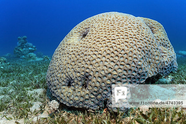 Große Favia-Koralle (Favia sp.) mit geschlossenen Polypen auf Seegraswiese  Haschemitisches Königreich Jordanien  Rotes Meer  Vorderasien