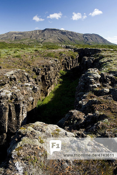 _ingvellir oder Thingvellir  in Felsspalten wird das Auseinanderdriften der Kontinentalplatten sichtbar  Island  Europa