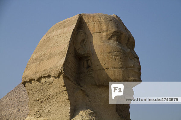 Große Sphinx von Gizeh  Kairo  Ägypten  Afrika