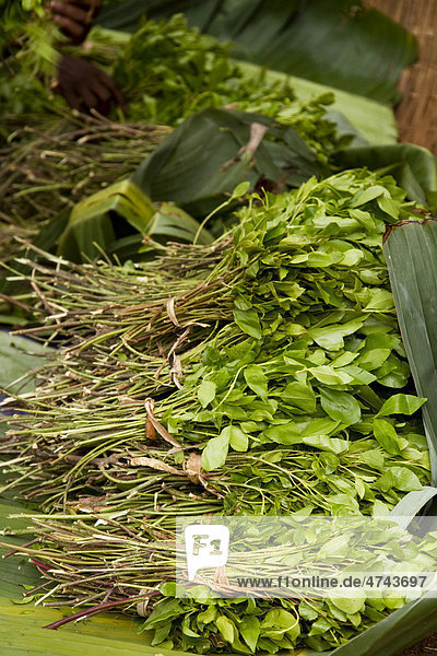 Khat  Blätter des Kathstrauchs (Catha edulis) zum Verkauf  Dimeka Markt der Hamer-Volksgruppe in der Nähe von Jinka  Unteres Omo-Tal  Süd-Äthiopien  Afrika