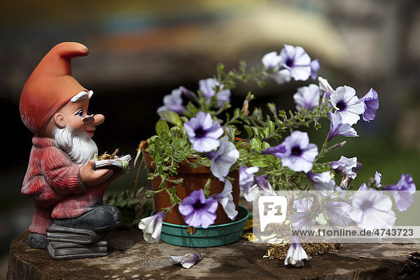 Garden gnome with a pointed cap and reading a book next to a flower pot
