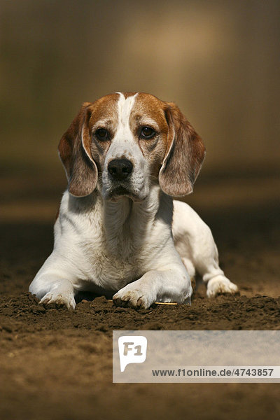 Liegender Beagle