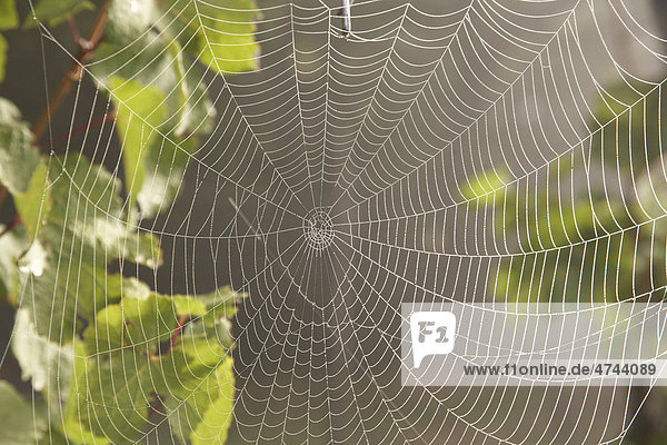 Spinnennetz mit Tautropfen im Morgennebel  Gegenlicht