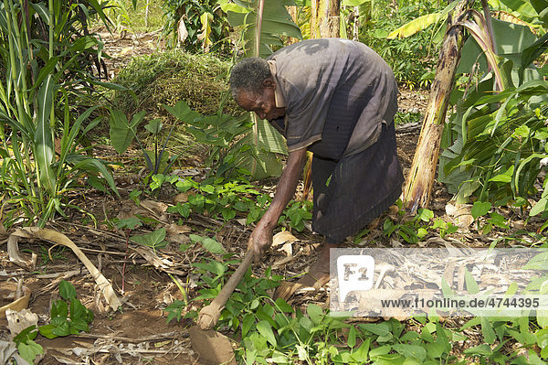 Alte Frau arbeitet in ihrem Bananenhain  in der Nähe von Bukoba  Tansania  Afrika
