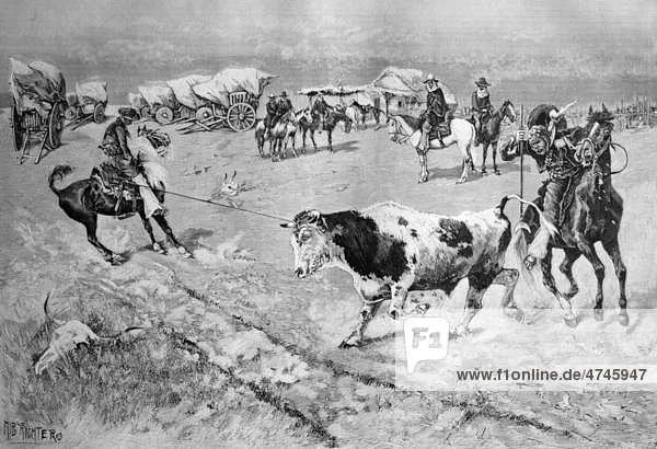 Einfangen eines Stiers in der Pampa  historisches Bild  ca. 1893