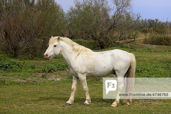Camargue-Pferd (Equus caballus)  Stute  Saintes-Marie-de-la-Mer  Frankreich  Camargue  Europa