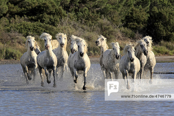 Camargue-Pferde (Equus caballus)  Herde  galoppierend  Wasser  Saintes-Marie-de-la-Mer  Camargue  Frankreich  Europa