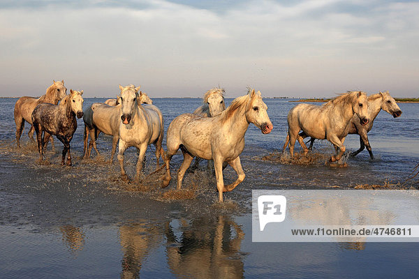 Camargue-Pferde (Equus caballus)  Herde  galoppierend  Wasser  Abendstimmung  Saintes-Marie-de-la-Mer  Camargue  Frankreich  Europa