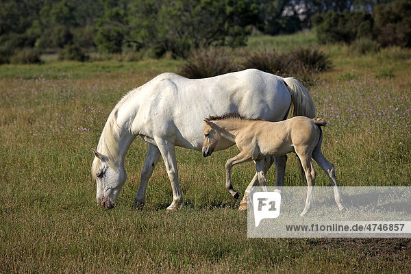 Camargue-Pferd (Equus caballus)  Stute und Fohlen  Saintes-Marie-de-la-Mer  Camargue  Frankreich  Europa