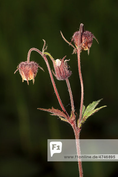 Sumpf-Blutauge (Potentilla palustris)  blühend