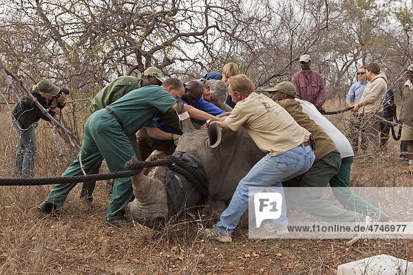 Junges Nashorn (Ceratotherium simum) wird eingefangen  Tshukudu Game Lodge  Hoedspruit  Greater Krüger Nationalpark  Limpopo Provinz  Südafrika  Afrika