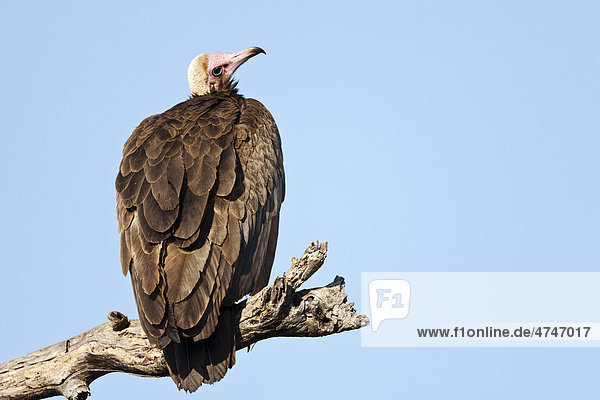 Young Cape Vulture (Gyps coprotheres) perched on a branch  Tshukudu Game Lodge  Hoedspruit  Greater Kruger National Park  Limpopo Province  South Africa  Africa