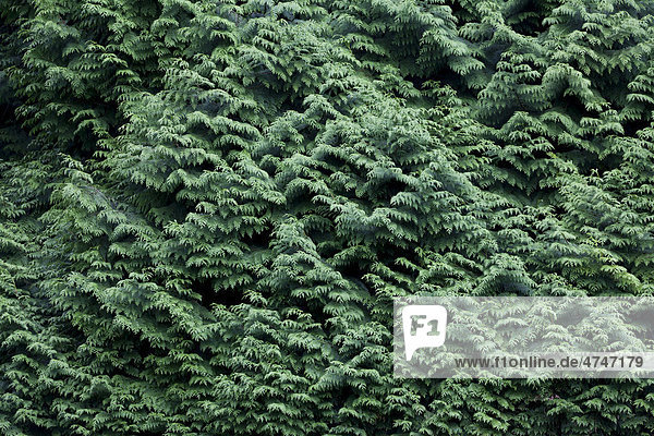 Grüner flächiger Wacholderbusch im Park